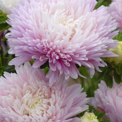 Királyméretű Appleblossom-Clara Rosan