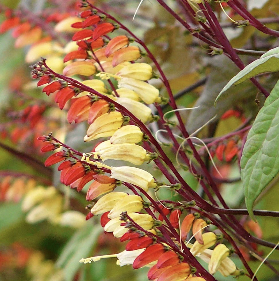 Firecracker szőlő Ipomoea lobata magok-Clara Rosan
