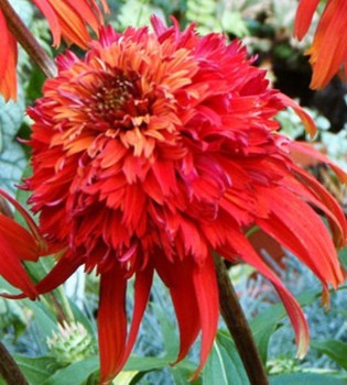 Echinacea ‘Hot Papaya’ Virág Ritka Örökség Tűzpiros Kúpvirág 50db/csomag-Clara Rosan