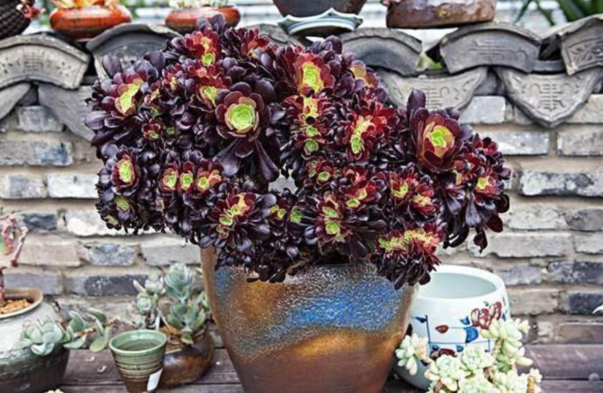 Aeonium arboreum Sötétlila-Clara Rosan