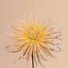 SÁRGABARACKOS CSILLAG-Clara Rosan