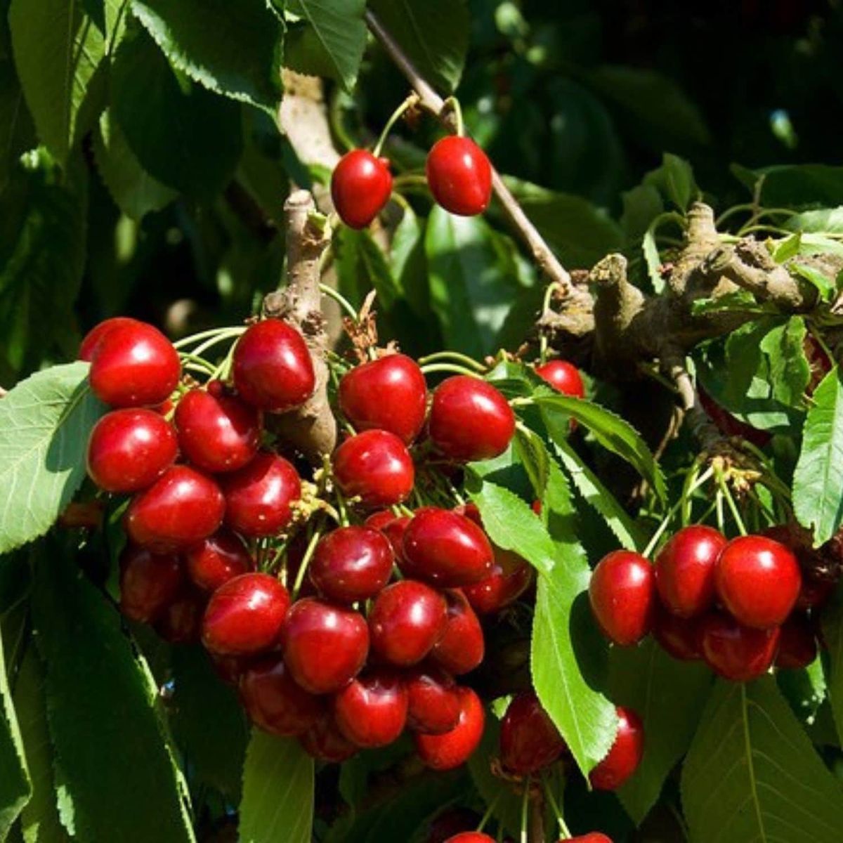 🍒 Törpecseresznye – Prunus Humilis magok-Clara Rosan