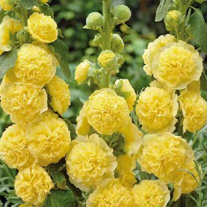 🌸Dupla mályvák: A kerti világ "magasodó pünkösdi rózsái"