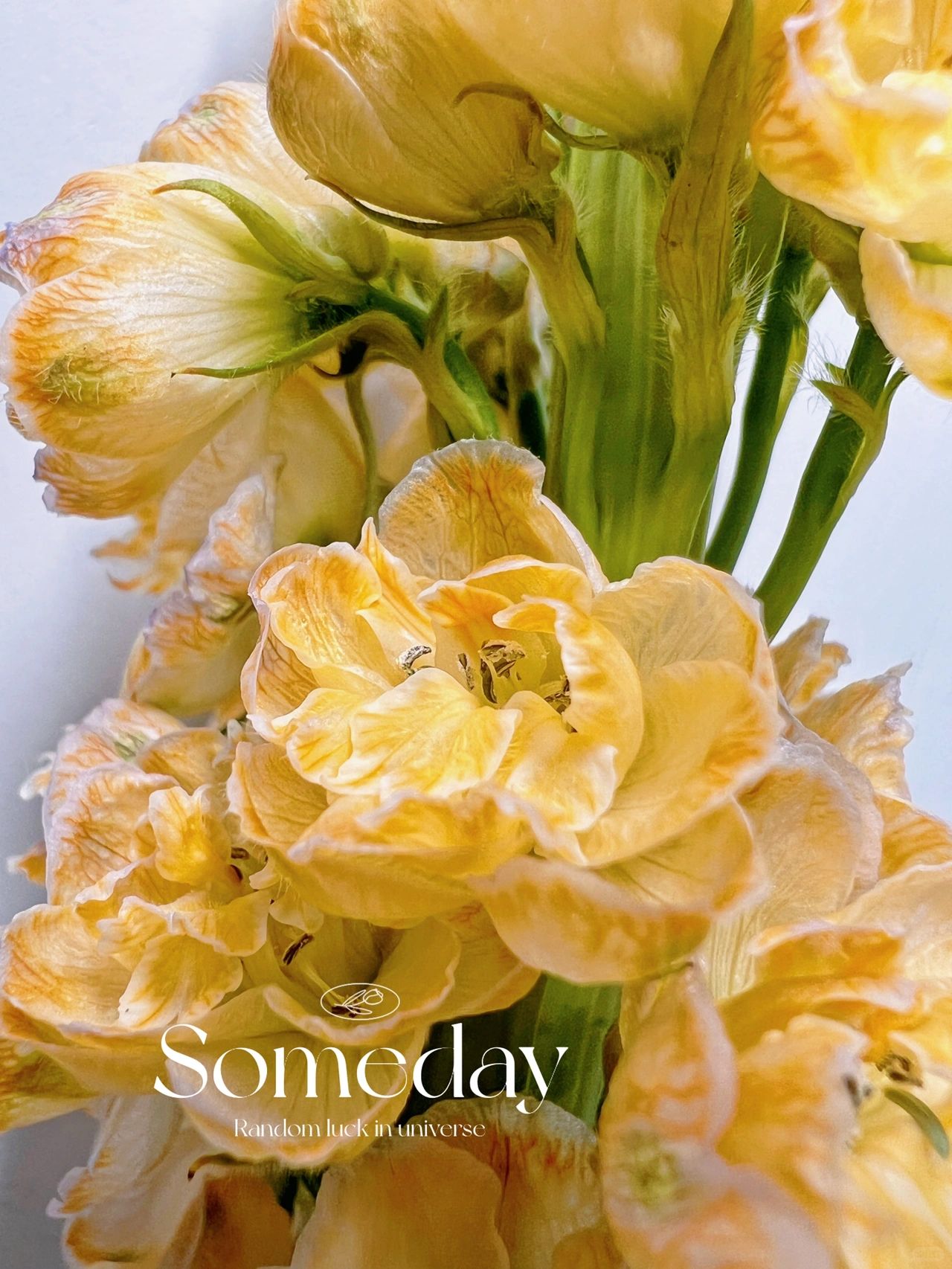 Delphinium magok - vegyes 7 szín-Clara Rosan