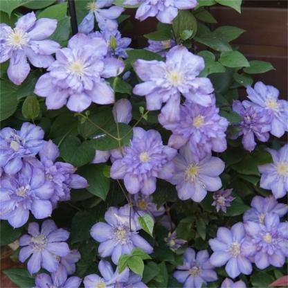 Kúszó klematisz magok-Clara Rosan