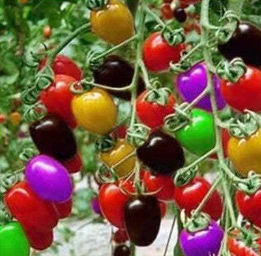 Színes koktélparadicsom magok-Clara Rosan