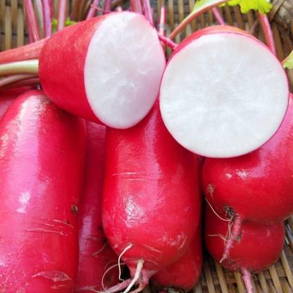 Hüvelykujj gyümölcs retek magok-Clara Rosan