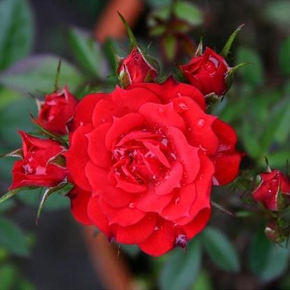 Alitissimo futórózsa magok-Clara Rosan