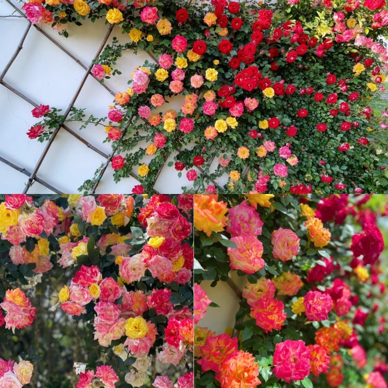 Rainbow's End Rose - Hozd haza a szivárványt 🏡🌈-Clara Rosan