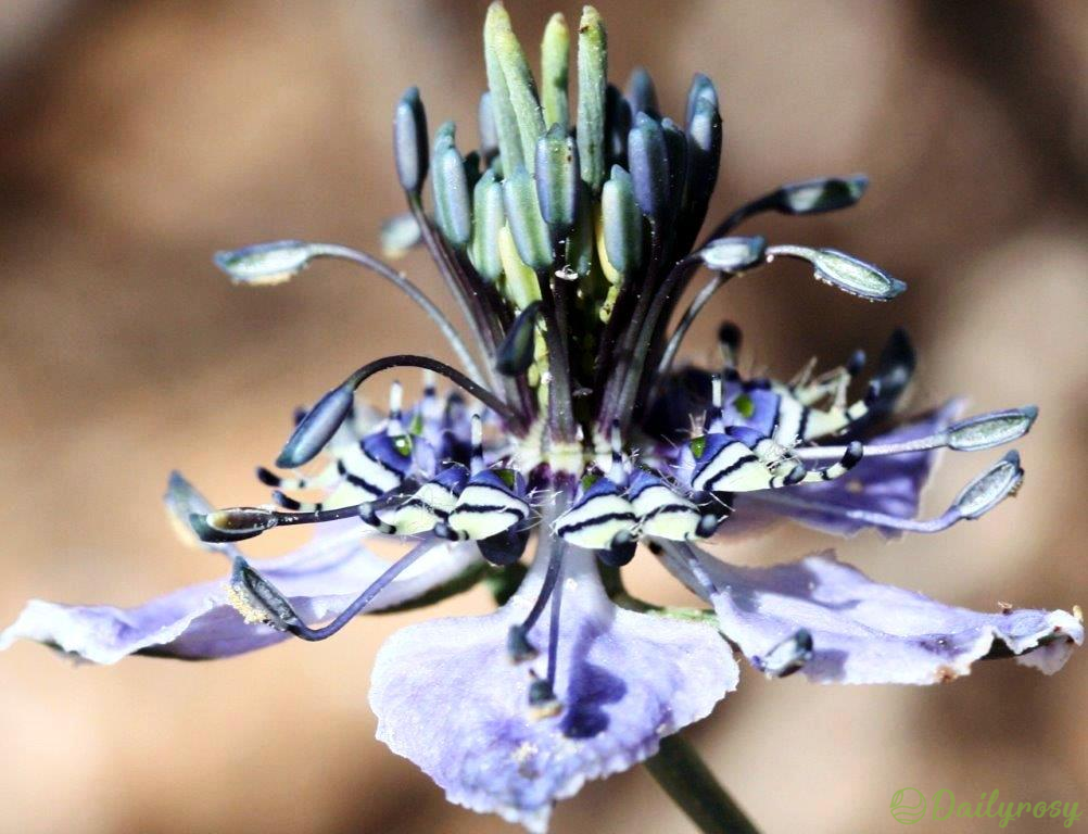 ```
Szerelem a ködben: A Nigella Arvensis rejtélyes szépségének felfedezése
```-Clara Rosan