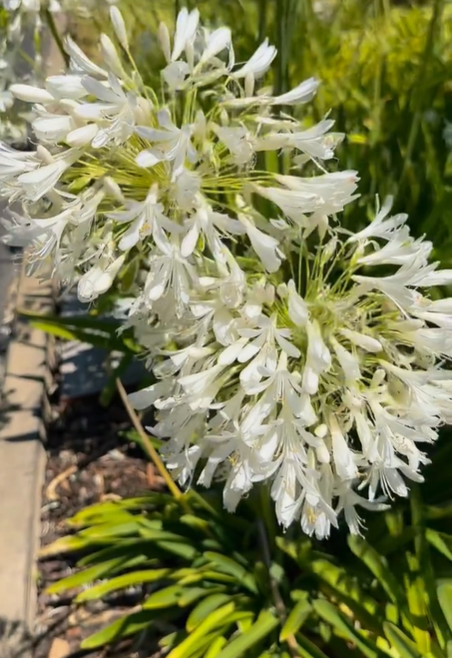 🔥🔥Agapanthus africanus 'Albus'-Clara Rosan