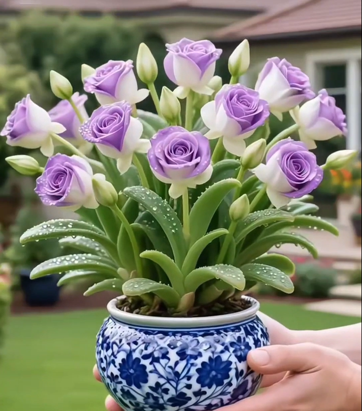 🌹🎉Kétszirmú Rózsa Orchidea Hagymák - Fagyálló és illatos-Clara Rosan