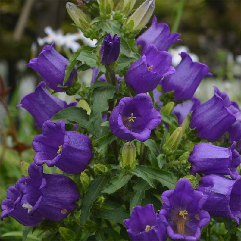 Harangvirág magok-Clara Rosan