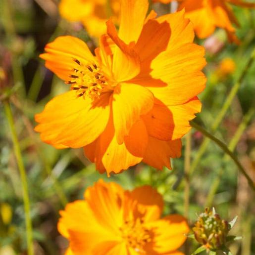 Fényes fények-Clara Rosan