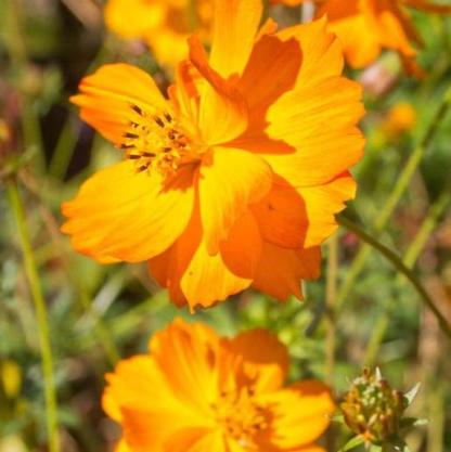 Fényes fények-Clara Rosan