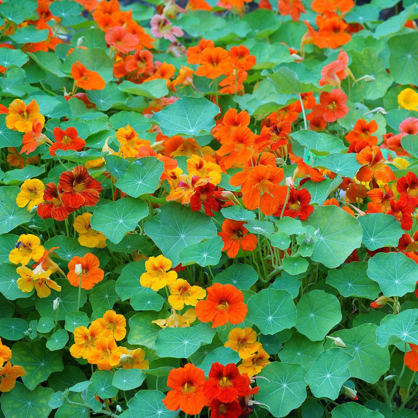 Nasturtium magok (magas) - Vegyes színek-Clara Rosan