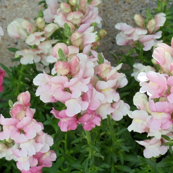 APPLE BLOSSOM SNAPDRAGON Antirrhinum Majus Appleblossom Pink Coral White Yellow Flower Seeds-Clara Rosan