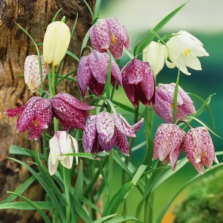 Fritillaria meleagris magok🎉Újévi akció-Clara Rosan