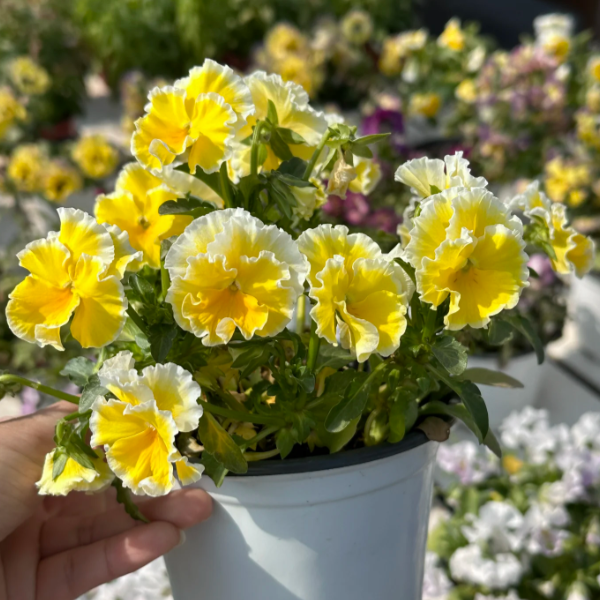 💐 Árvácska Téli Manó Sorozat - Végtelenül Hiányzol-Clara Rosan