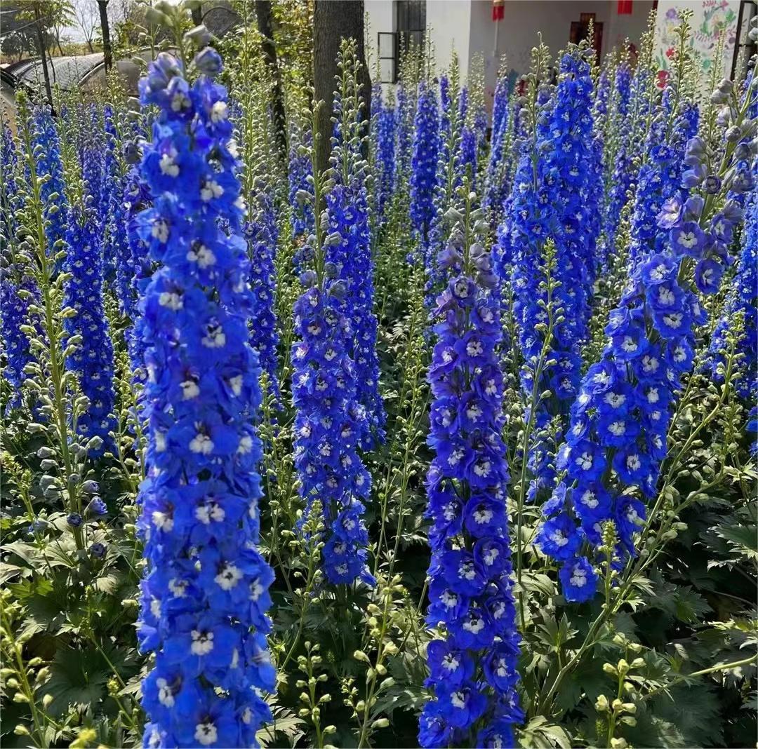 Delphinium magok - vegyes 7 szín-Clara Rosan