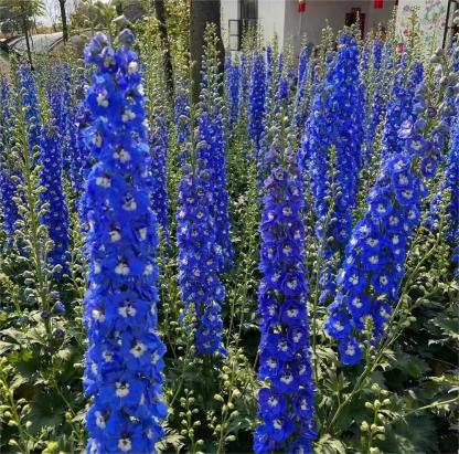 Delphinium magok - vegyes 7 szín-Clara Rosan