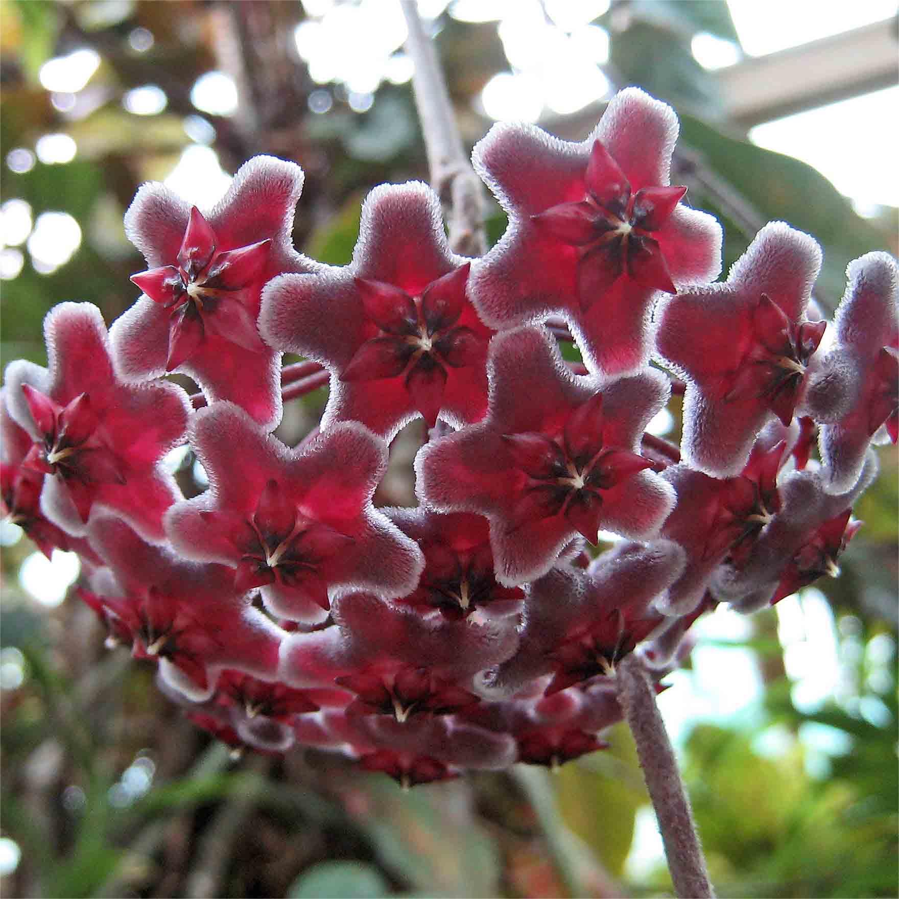 Hoya Seeds - Csillagok hullanak az égből✨-Clara Rosan