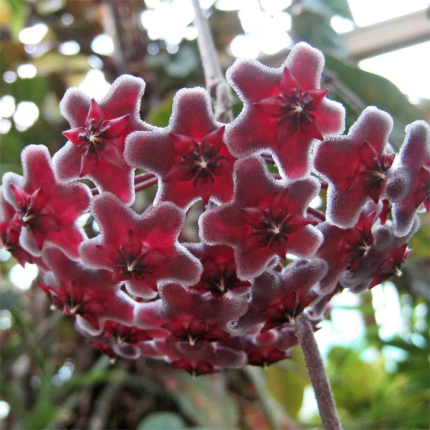 Hoya Seeds - Csillagok hullanak az égből✨-Clara Rosan
