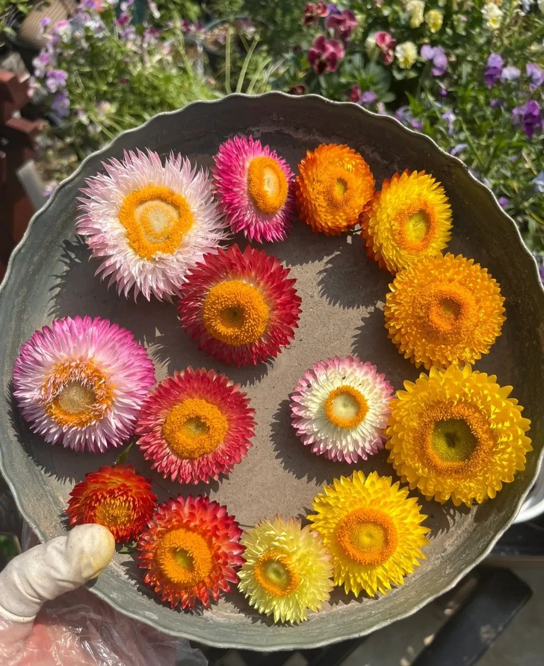 100 mag - vegyes szalmavirág Helichrysum virágmagok - örök virág-Clara Rosan