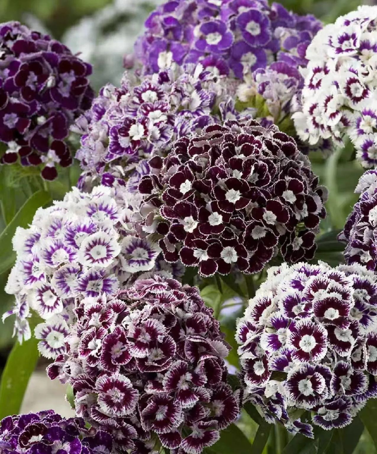 Dianthus magok 🌈 Több mint 10 szín keverése-Clara Rosan