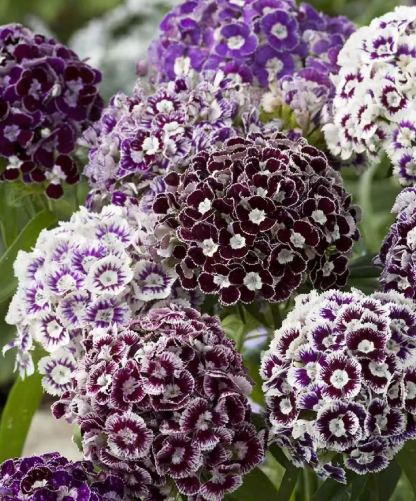 Dianthus magok 🌈 Több mint 10 szín keverése-Clara Rosan