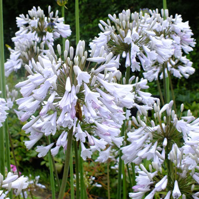 Agapanthus africanus 'Windsor Grey'-Clara Rosan
