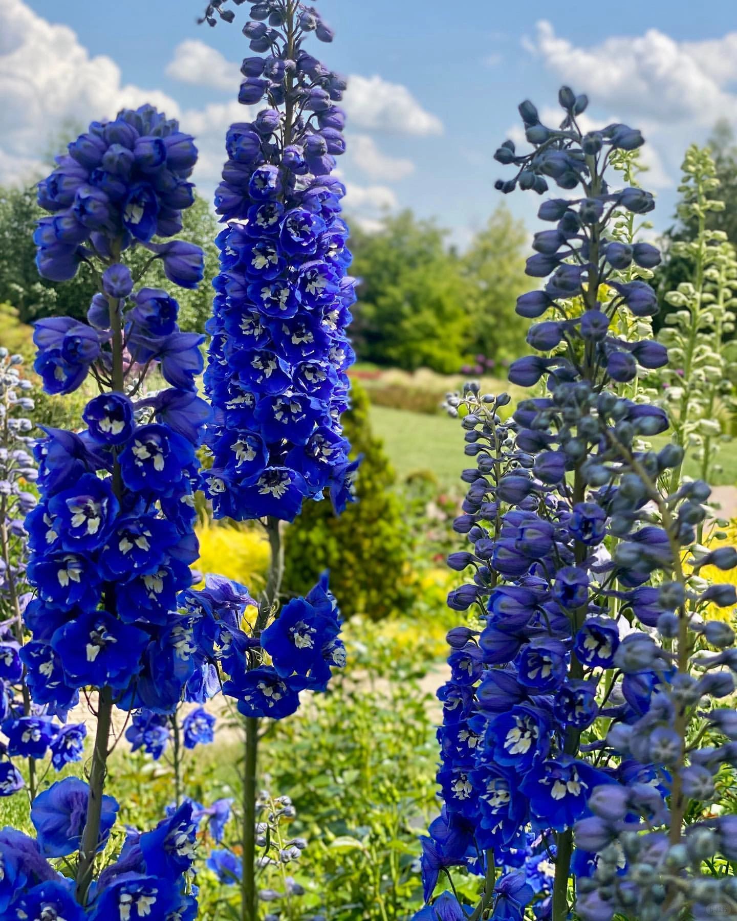 Delphinium magok - vegyes 7 szín-Clara Rosan