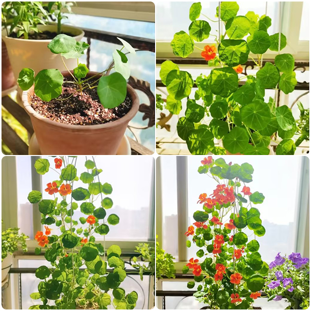 Nasturtium magok (magas) - Vegyes színek-Clara Rosan