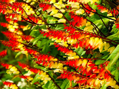 Firecracker szőlő Ipomoea lobata magok-Clara Rosan