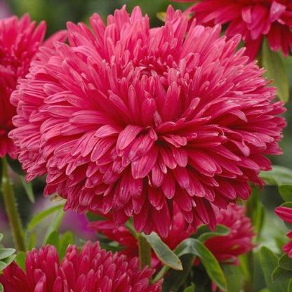 Királyméretű piros-Clara Rosan