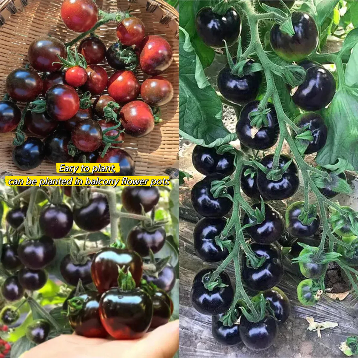 Fekete Paradicsom - Fekete Szépségkirálynő🍅-Clara Rosan