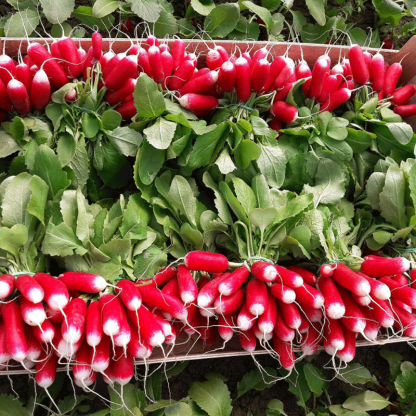 Hüvelykujj gyümölcs retek magok-Clara Rosan