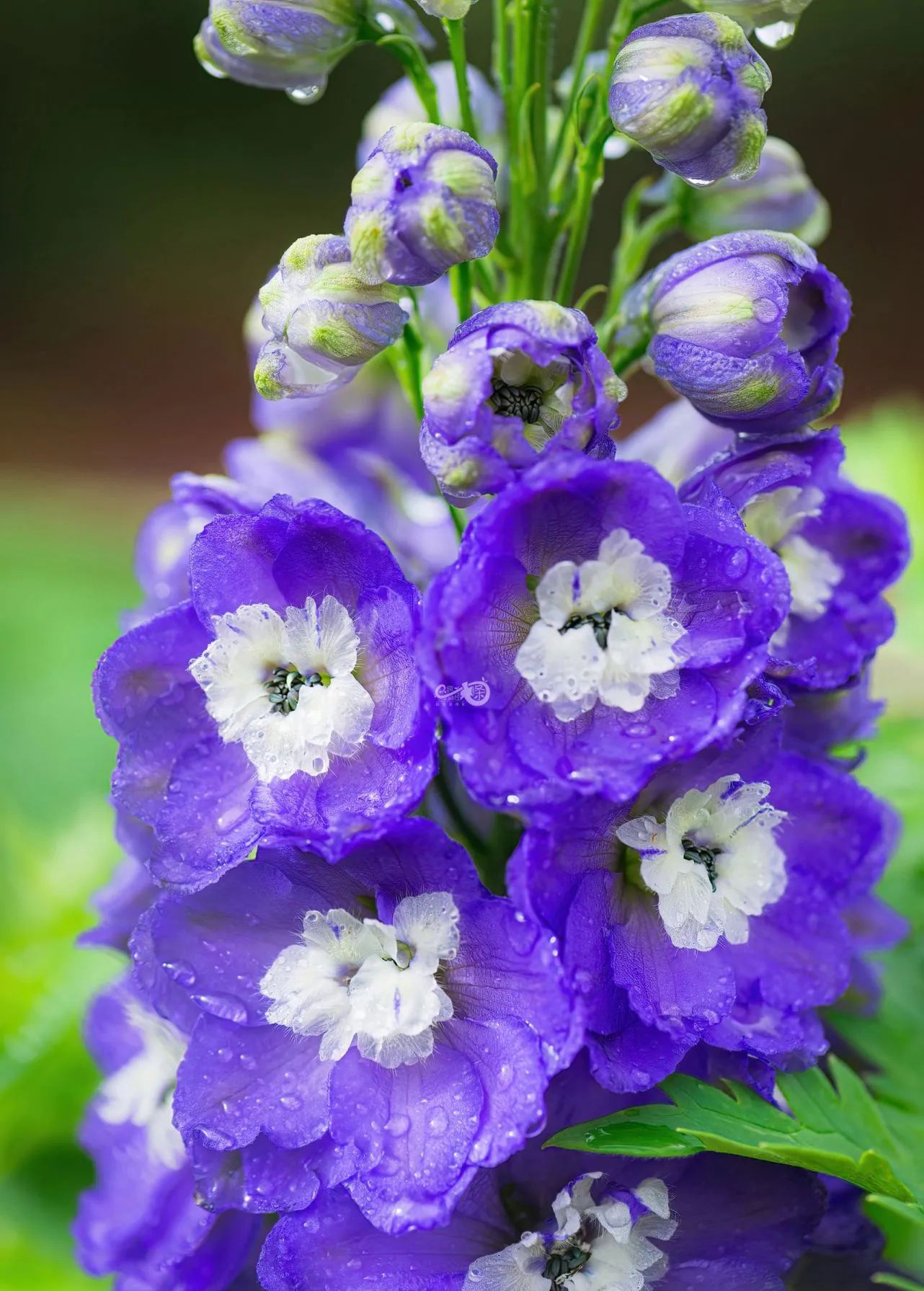 Delphinium magok - vegyes 7 szín-Clara Rosan