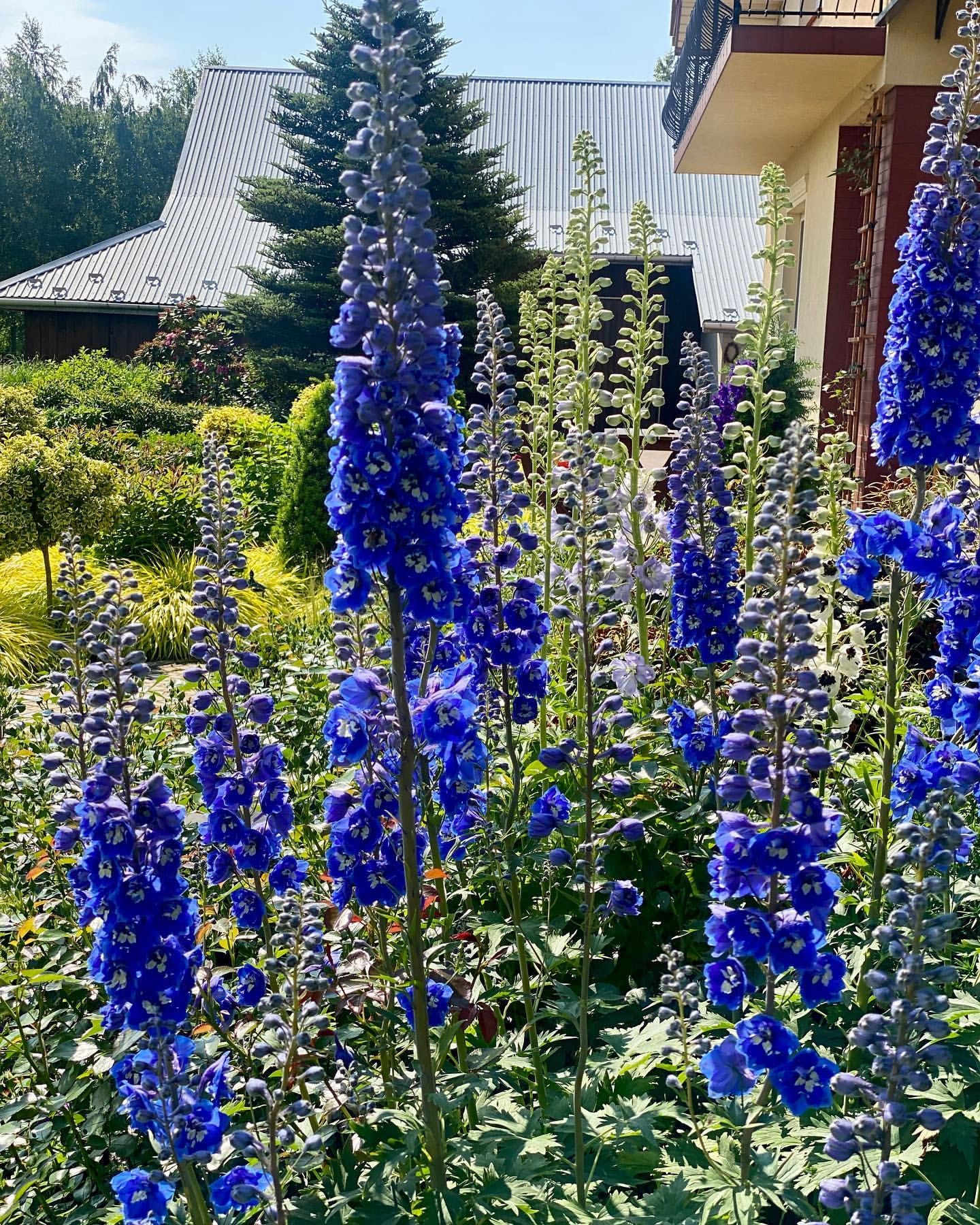 Delphinium magok - vegyes 7 szín-Clara Rosan