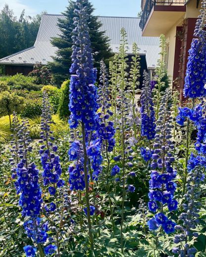 Delphinium magok - vegyes 7 szín-Clara Rosan