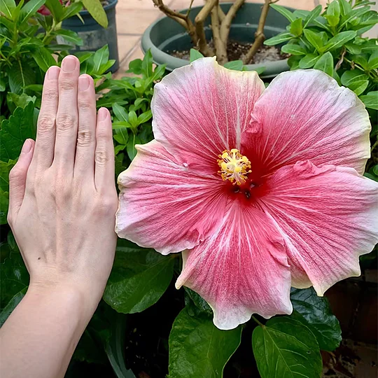 Gyönyörű kozmikus táncos hibiszkusz-Clara Rosan