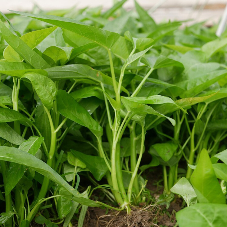 TRIPLE-STEM VÍZSPENÓT, KANGKONG, ONG CHOY MAGOK-Clara Rosan