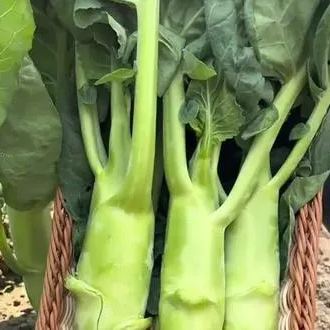 Nagy csirkecomb kelkáposzta magok-Clara Rosan