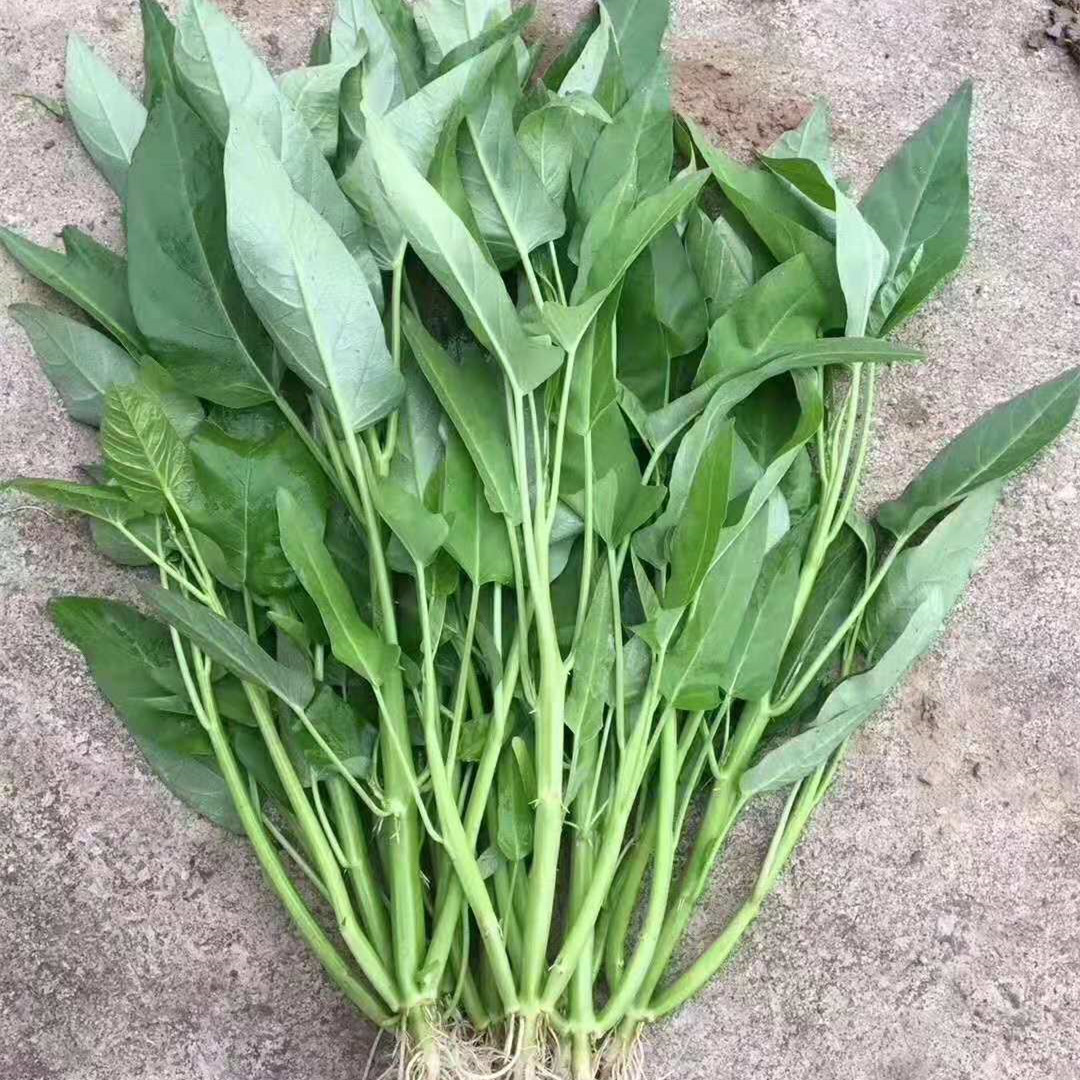 TRIPLE-STEM VÍZSPENÓT, KANGKONG, ONG CHOY MAGOK-Clara Rosan