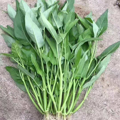 TRIPLE-STEM VÍZSPENÓT, KANGKONG, ONG CHOY MAGOK-Clara Rosan