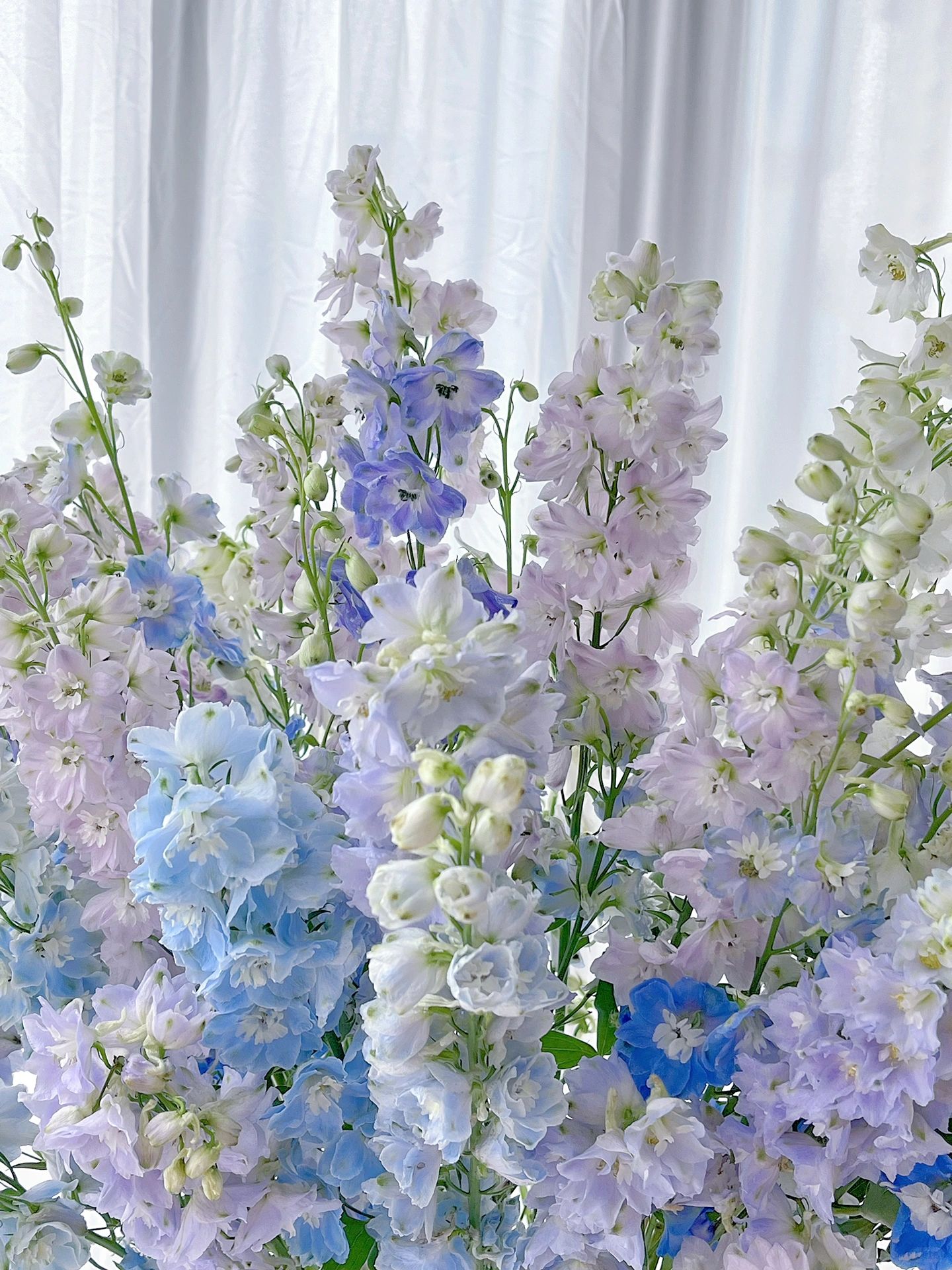 Delphinium magok - vegyes 7 szín-Clara Rosan