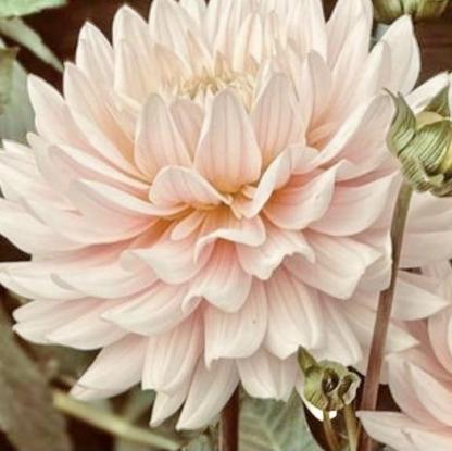 DIANA EMLÉKE-Clara Rosan