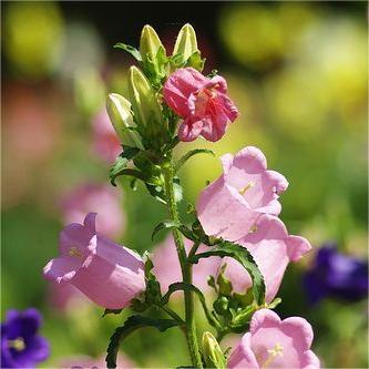 Harangvirág magok-Clara Rosan