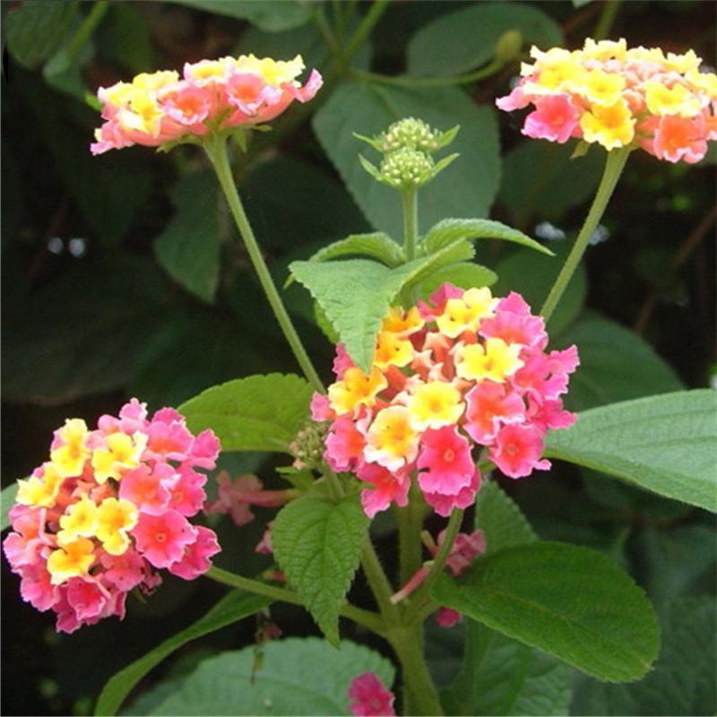 Egrow 30 db/csomag Lantana magok Lantana Camara fa virágmagok otthoni kertészeti magok-Clara Rosan