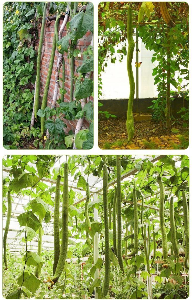 Szuper Hosszú Luffák👑A Luffák Királya-Clara Rosan